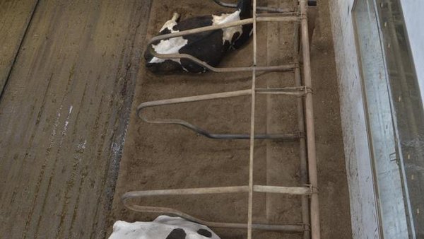 Cama de estabulación para vacún de leite a partir da fracción sólida hixienizada dos seus xurros?