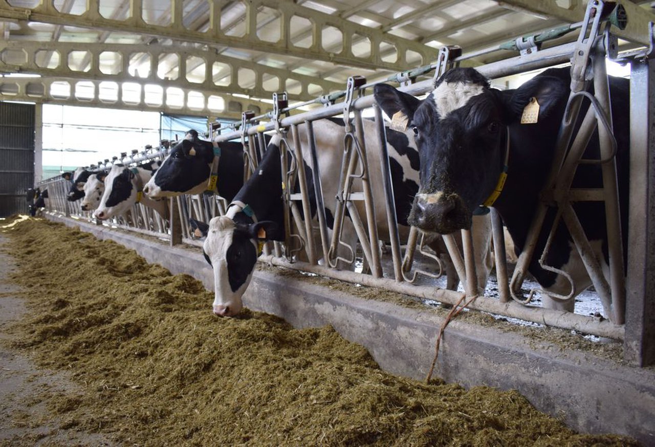 Como controlar a saúde das vacas: é o tempo de ruminación a regra de ouro?