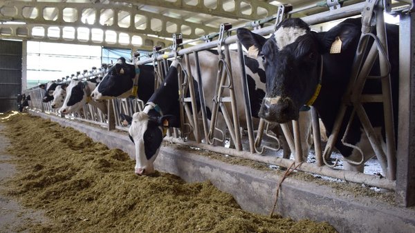 Como controlar a saúde das vacas: é o tempo de ruminación a regra de ouro?
