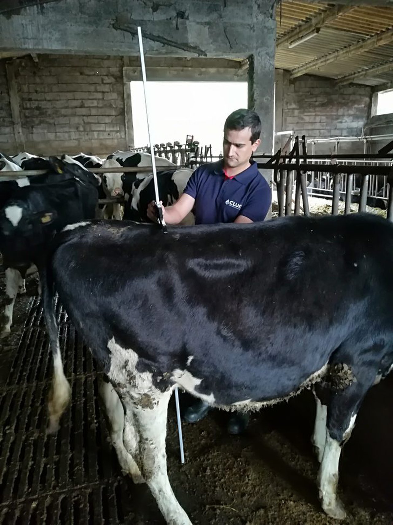 Claves económicas e de manexo na recría de xovencas