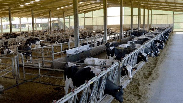 Pegada de carbono nas explotacións leiteiras asturianas
