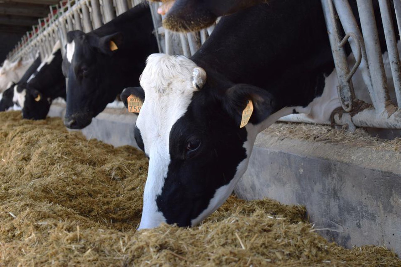 Proteínas recombinantes e o seu potencial en produción animal