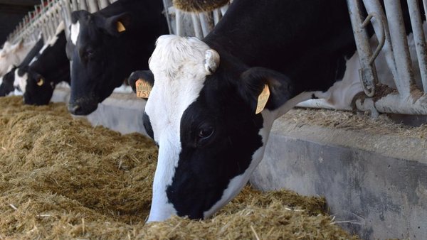 Proteínas recombinantes e o seu potencial en produción animal