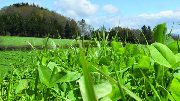 Sementeira de pradeiras na cornixa cantábrica