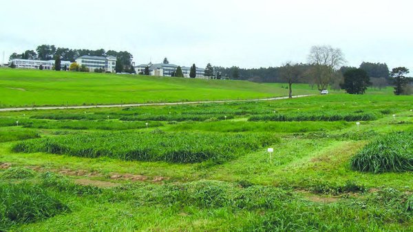 Avaliación produtiva e nutricional de variedades comerciais de especies pratenses en sementeiras de primavera na zona atlántica de Galicia