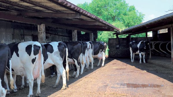 Caracterización produtiva e manexo do territorio dunha mostra de ganderías con vacún de leite en Cantabria segundo o sistema de alimentación