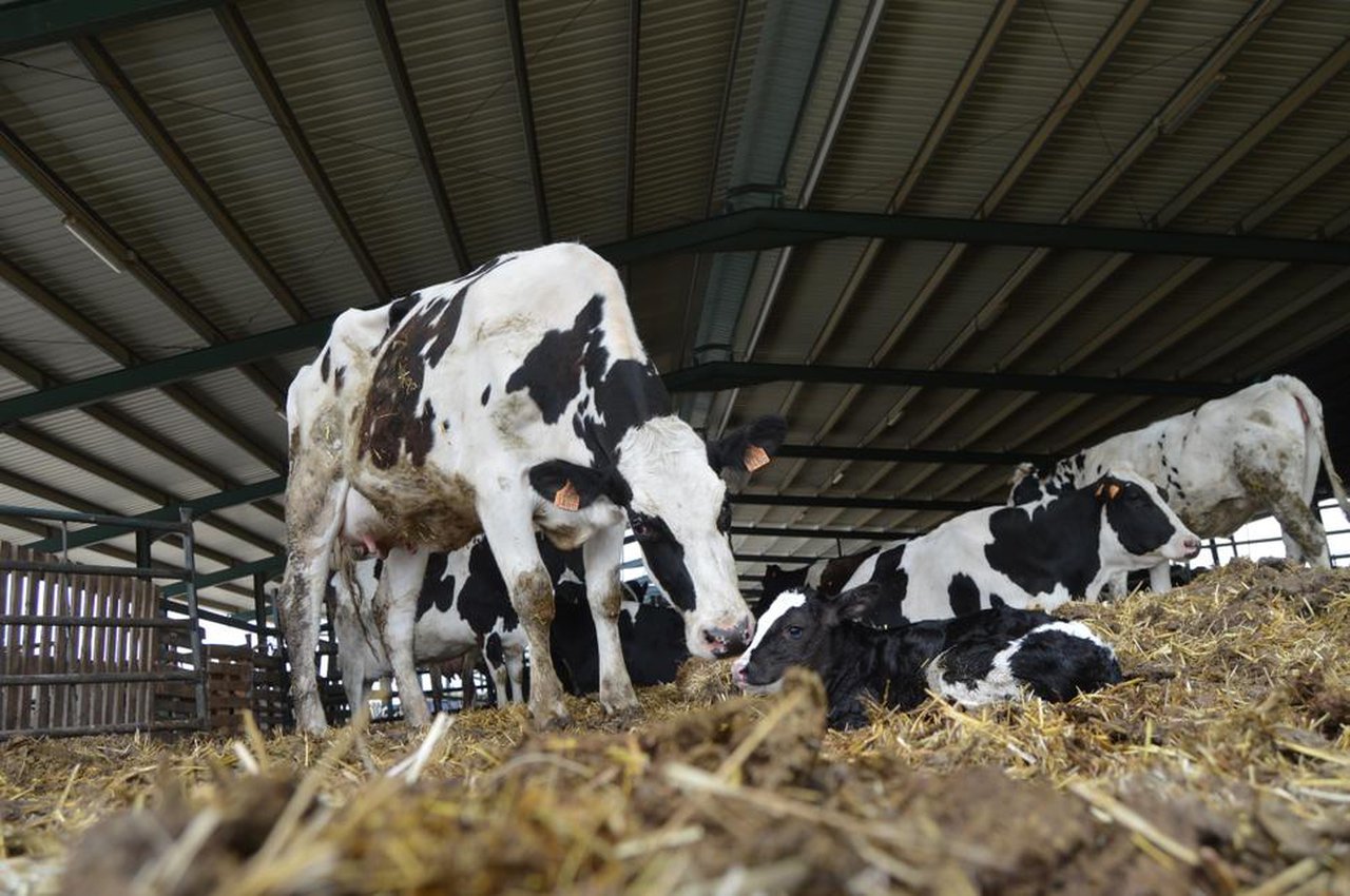 Calidade microbiolóxica do calostro: a súa importancia na saúde do xato