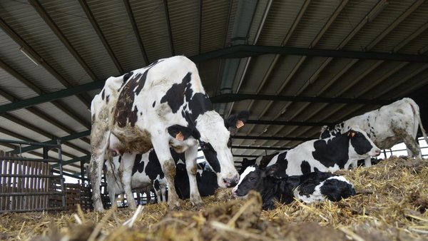 Calidade microbiolóxica do calostro: a súa importancia na saúde do xato