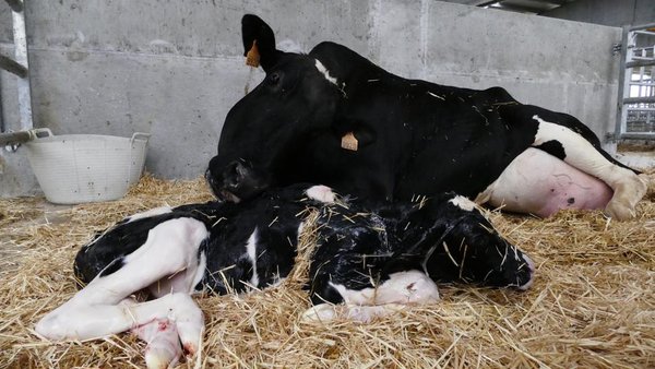 Diarrea neonatal en xatos de Galicia: novos enteropatóxenos e como afrontalos