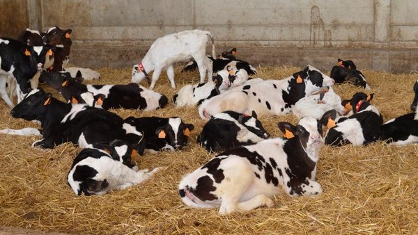 As “lagoas” dos protocolos de vacinación básicos nas explotacións