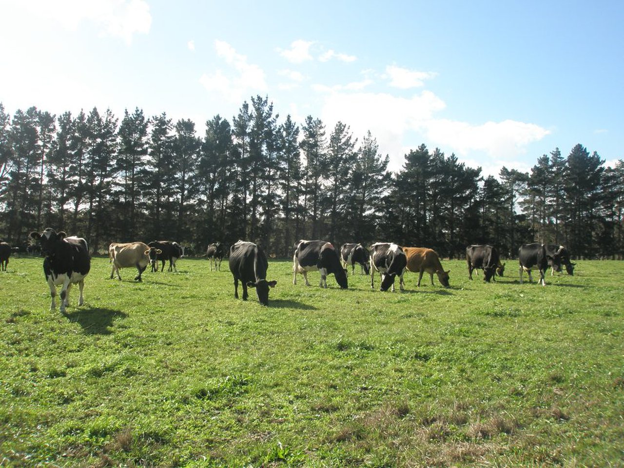 Na procura da vaca mellor adaptada a ecolóxico