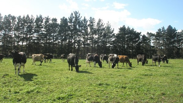 Na procura da vaca mellor adaptada a ecolóxico