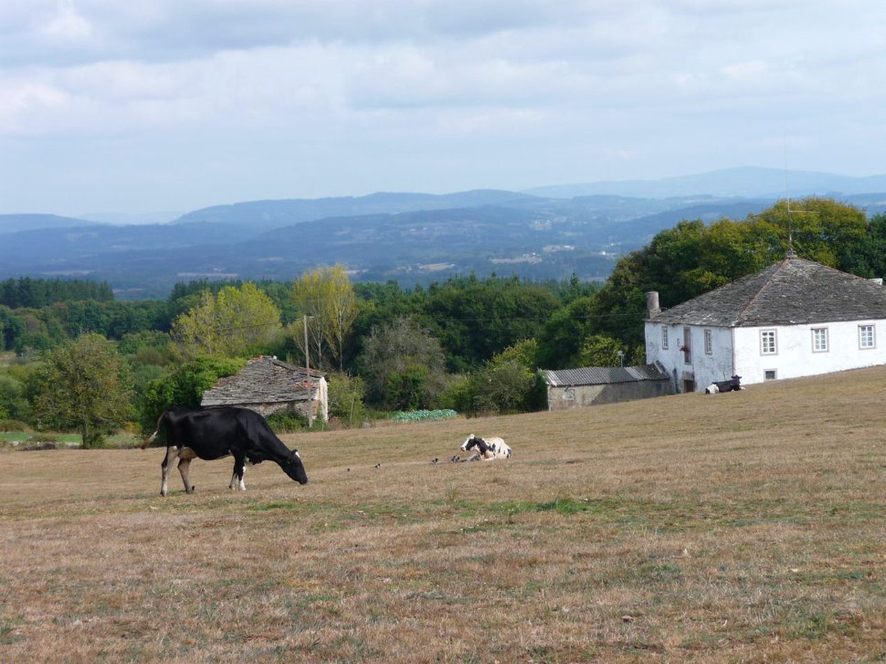 Paranfistomose bovina en Galicia: situación actual e perspectivas de futuro