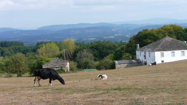 Paranfistomose bovina en Galicia: situación actual e perspectivas de futuro