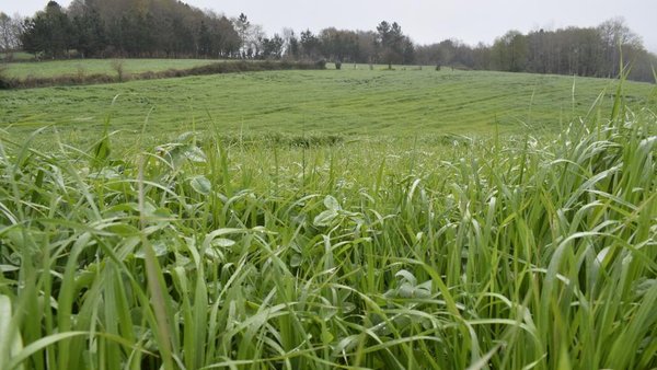 Consideracións para a fertilización de pradeiras