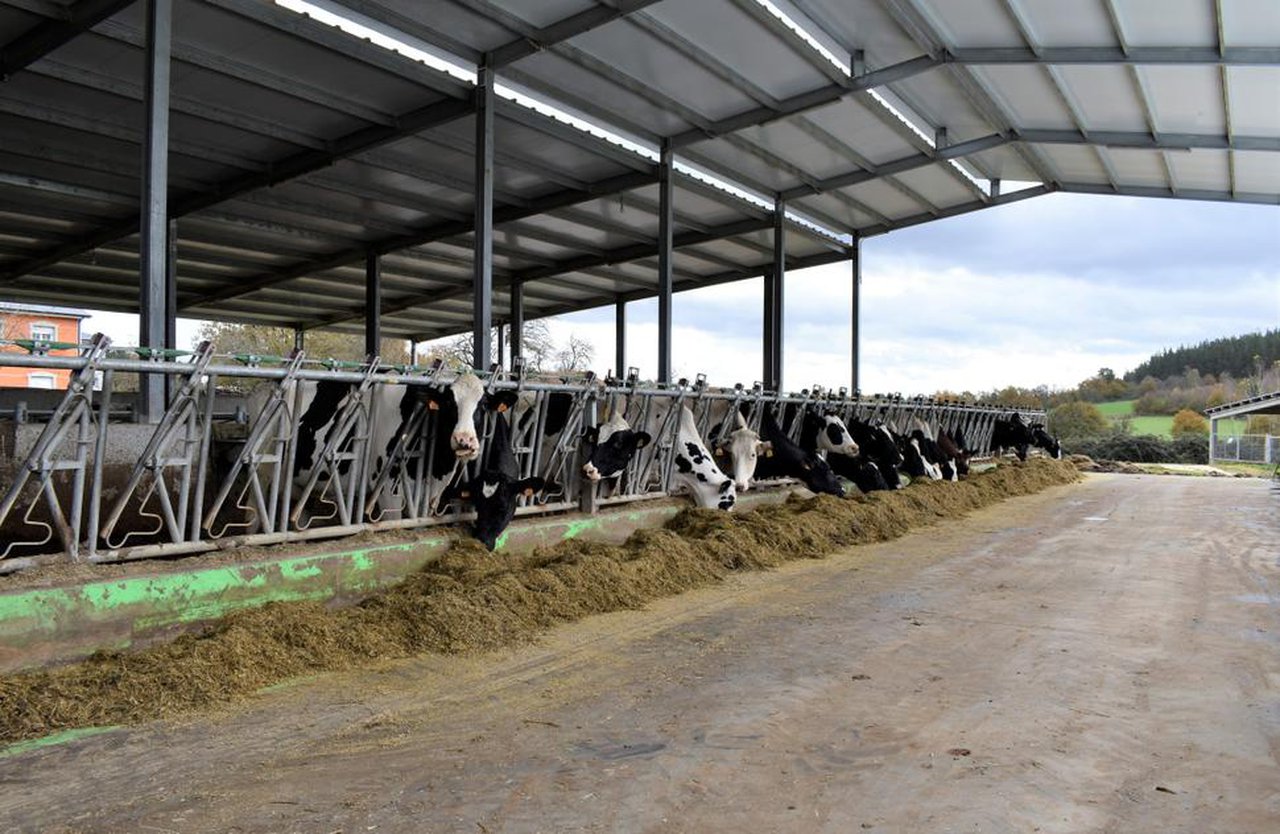 A medida da realidade: vacas de leite, medio ambiente e futuro