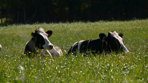 Que importancia ten o benestar animal para o consumidor?