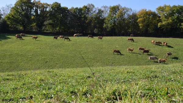 Os gases de efecto invernadoiro nos sistemas de produción de carne