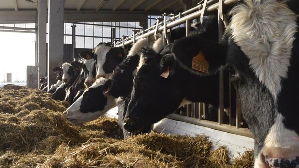 Welfair: certificación de benestar animal en granxas de vacún de leite