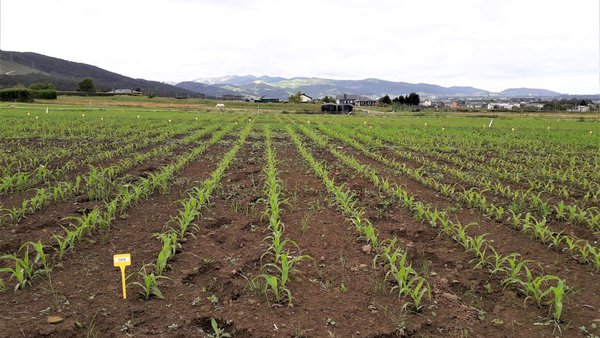 Millo forraxeiro en Asturias. Avaliación de variedades (1996-2019)