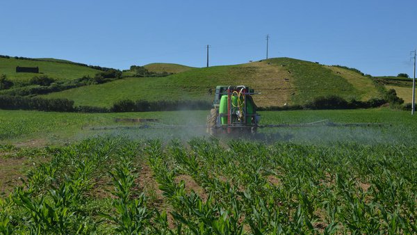 Cara a unha xestión integrada de pragas no millo forraxeiro en Galicia