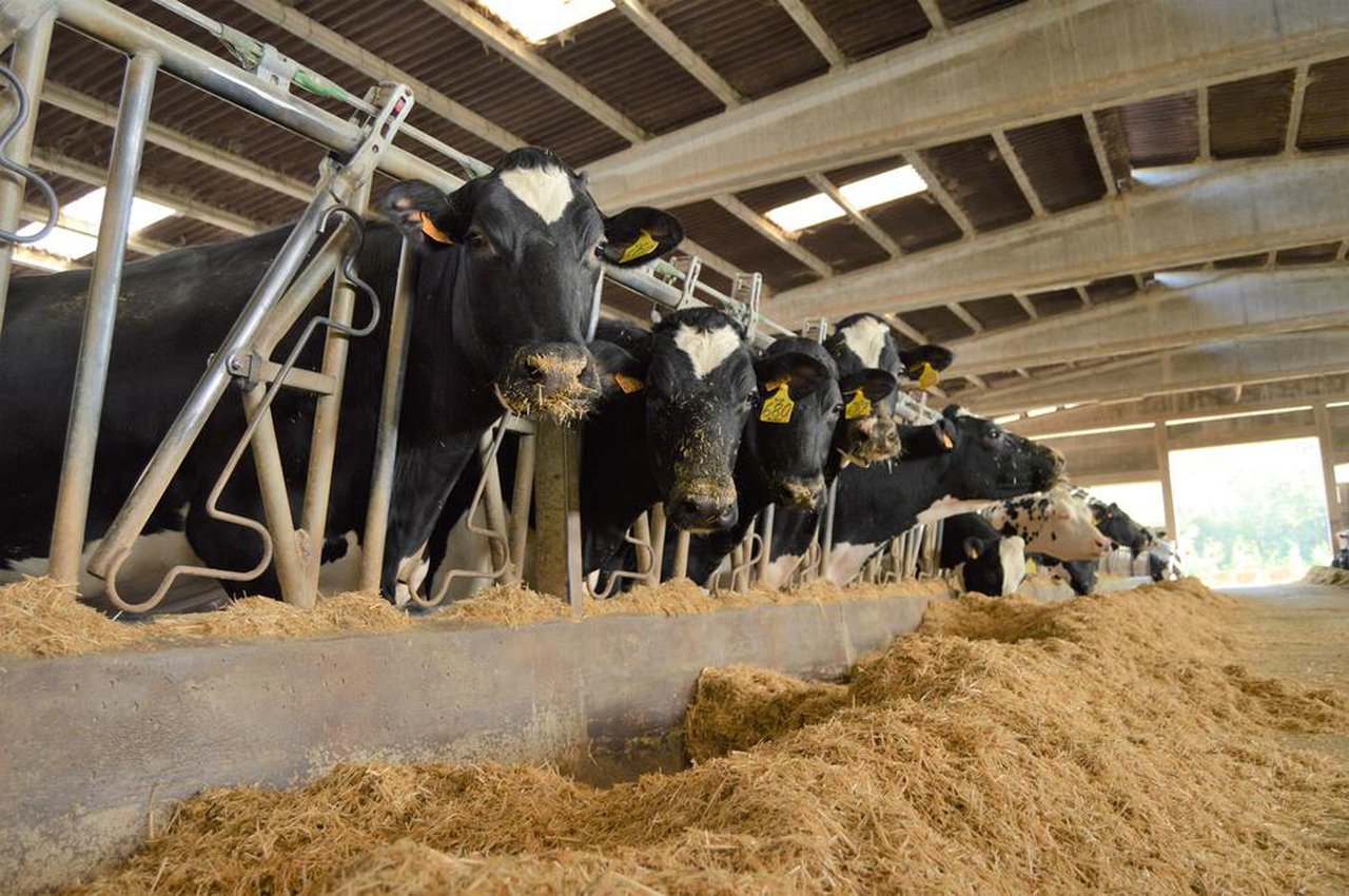Novos parámetros de calidade analizados nos silos de millo