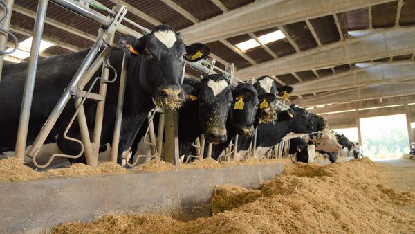 Novos parámetros de calidade analizados nos silos de millo