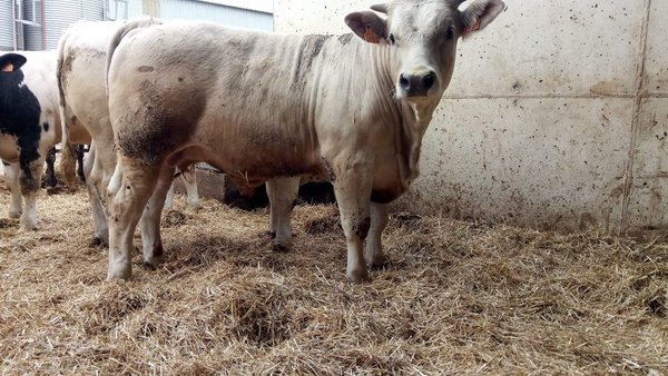 INRA 95 e Charolais Excellence: as razas para optimizar o valor cárnico nas ganderías leiteiras