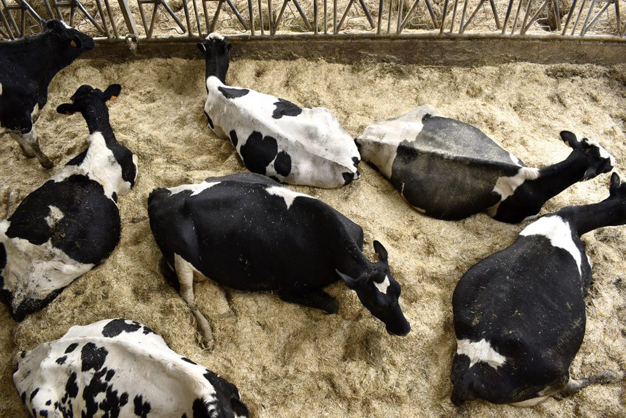 Boehringer Ingelheim Animal Health España subliña a importancia da prevención e a temperá detección fronte ás enfermidades zoonóticas