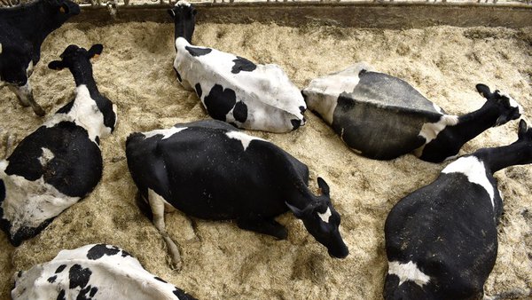 Boehringer Ingelheim Animal Health España subliña a importancia da prevención e a temperá detección fronte ás enfermidades zoonóticas