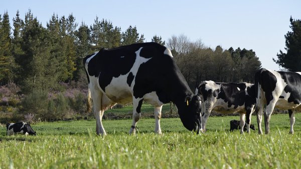 Fontes de variación nas emisións de gases de efecto invernadoiro (GEI) nos sistemas leiteiros da España húmida