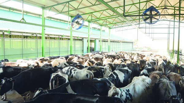 O uso do índice de relación verán-inverno no rendemento das vacas leiteiras en diferentes rexións dos EE. UU.