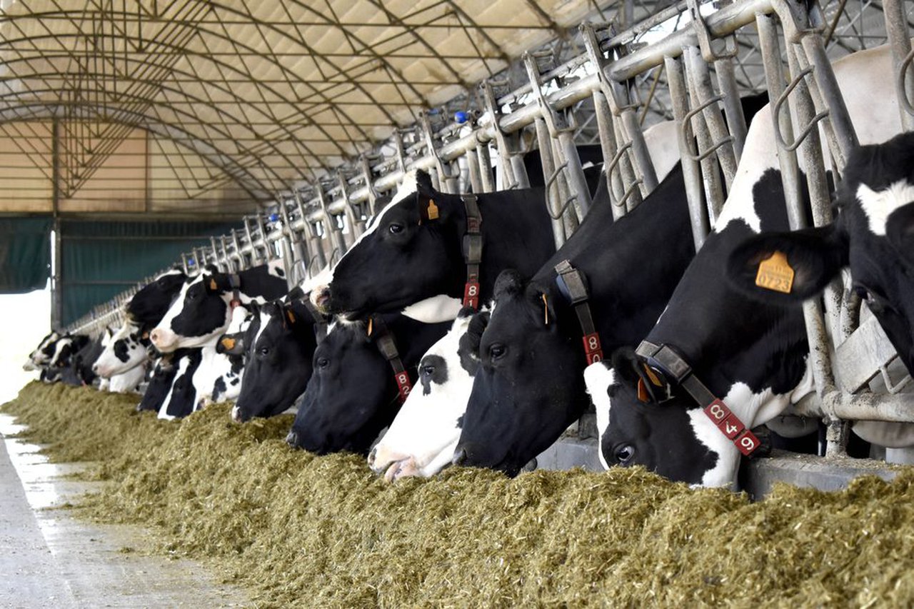 Dependencia alimentaria do exterior das principais producións gandeiras de Galicia