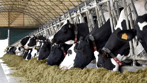 Dependencia alimentaria do exterior das principais producións gandeiras de Galicia