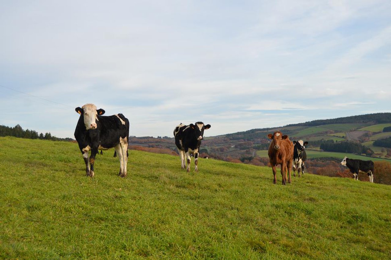 O Pacto Verde: a planificación da Unión Europea para a gandería e a agricultura do século XXI