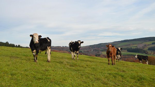 O Pacto Verde: a planificación da Unión Europea para a gandería e a agricultura do século XXI