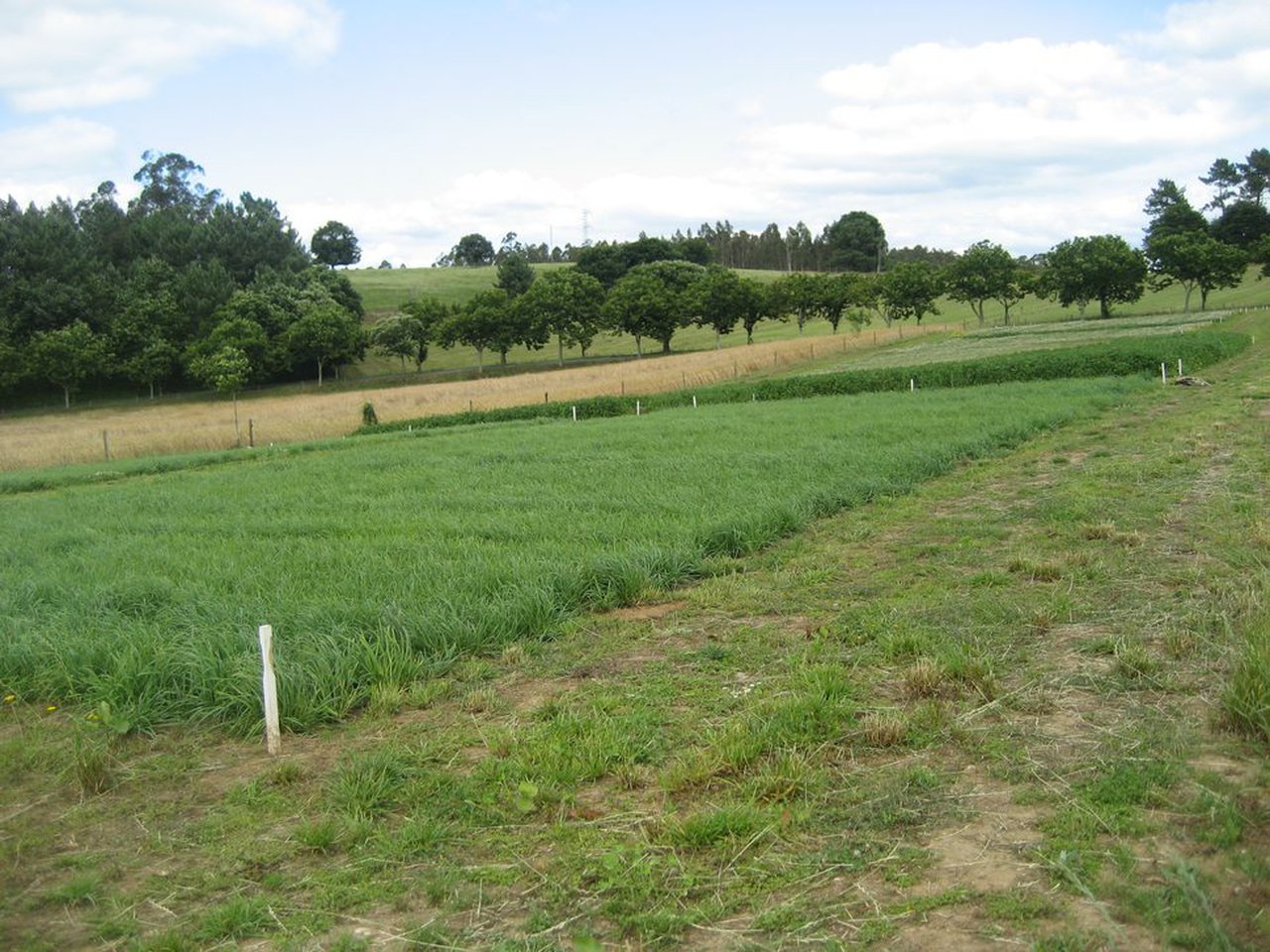 Adaptación del modelo CROPGRO Perennial-Forage para simular la producción de los raigrases