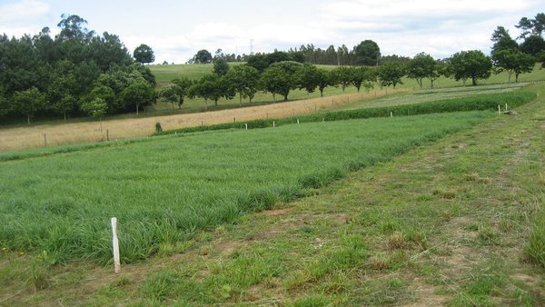 Adaptación do modelo CROPGRO Perennial-Forage para simular a produción dos raigrases