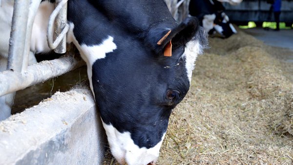 Efecto da infección por BVDV sobre o intervalo parto-inseminación fecundante e o número de inseminacións por xestación en granxas leiteiras