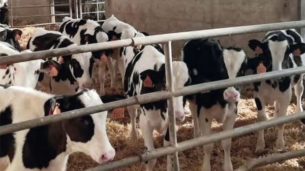 ¿Qué podemos monitorizar en la granja para mejorar la salud de nuestras terneras?
