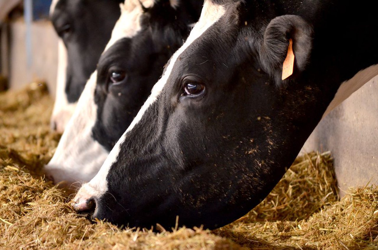 Queratoconjuntivitis infecciosa bovina: ¿podemos controlarla?