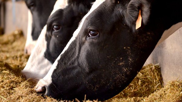 Queratoconxuntivite infecciosa bovina: podemos controlala?
