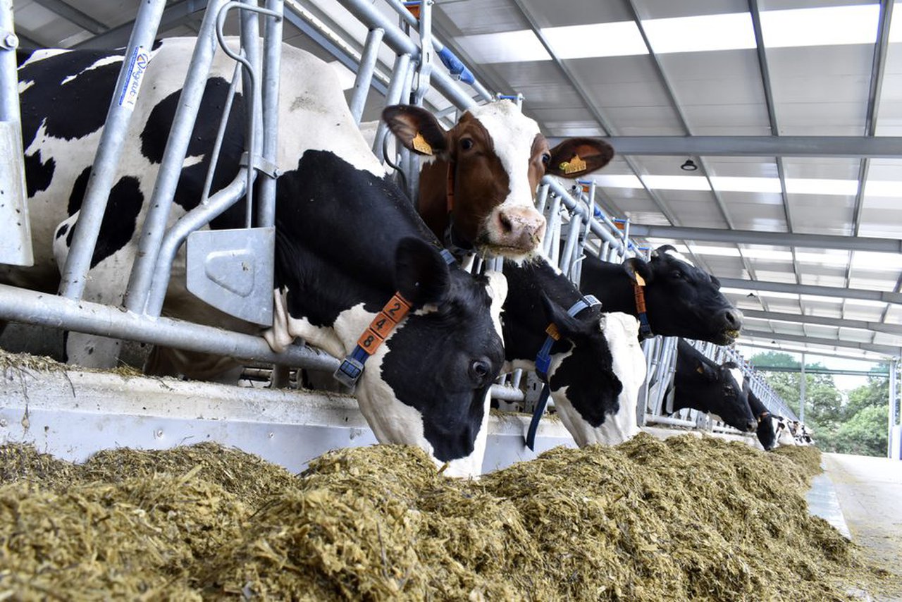 Sistemas de produción, calidade e composición do leite de vaca en Galicia
