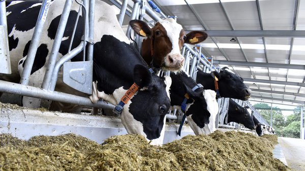 Sistemas de produción, calidade e composición do leite de vaca en Galicia