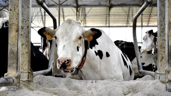 Perda de xestación (28-110 días de preñez) en España: estudo en granxas comerciais