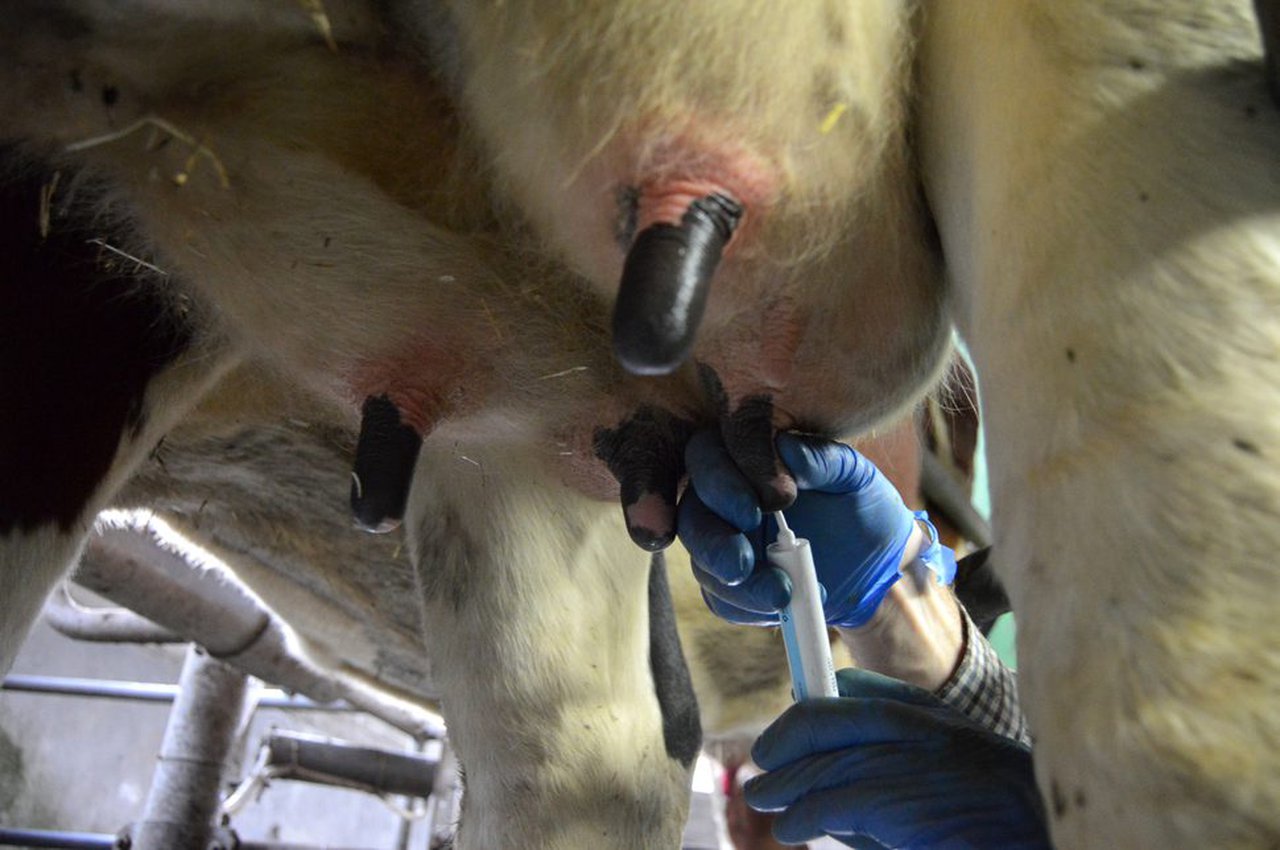 Redución de antibióticos na saúde do ubre. Ferramenta na granxa para tomar decisións