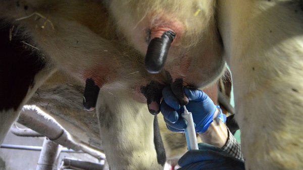 Redución de antibióticos na saúde do ubre. Ferramenta na granxa para tomar decisións