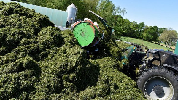Formación de aminas bióxenas en ensilados de raigrás