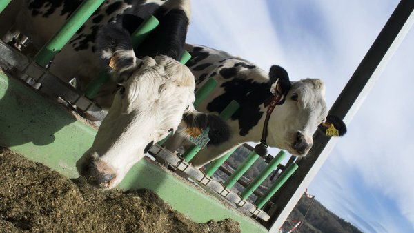 Boas prácticas de control parasitario en rabaños de gando vacún