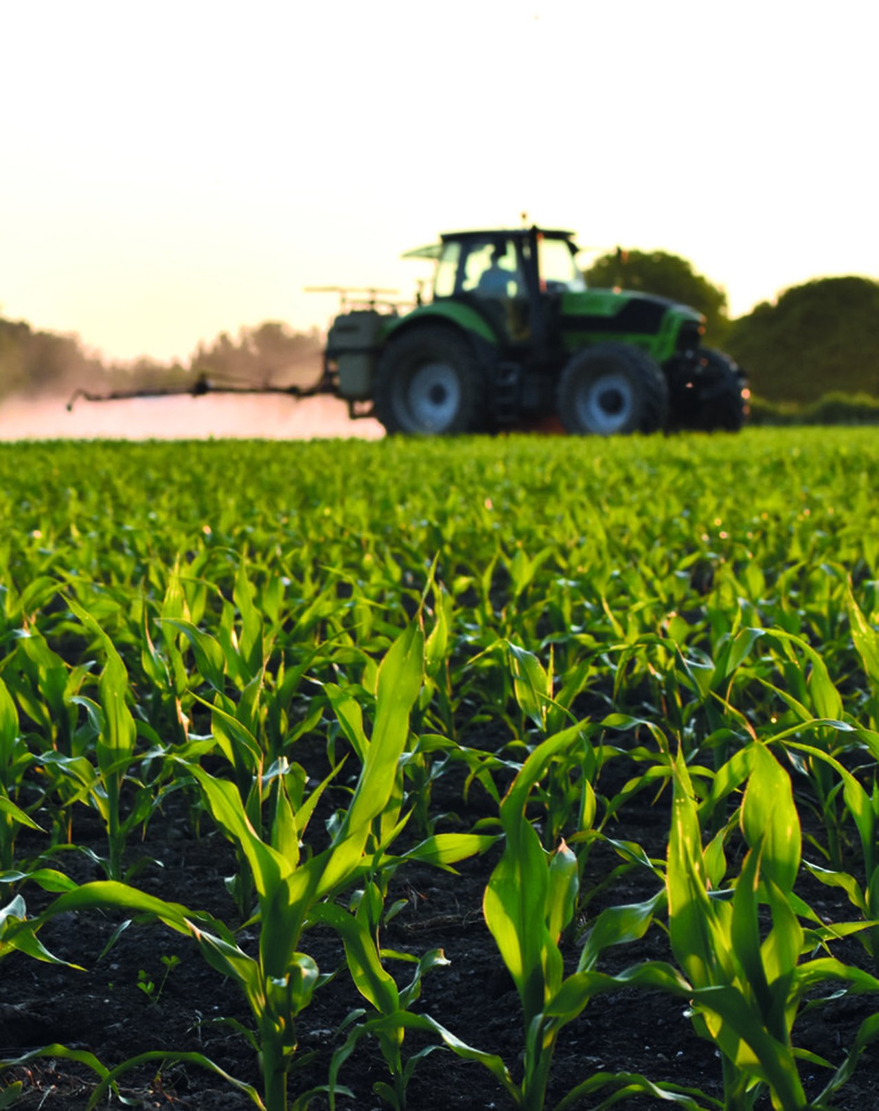 O cultivo de millo: boas prácticas no uso de fitosanitarios